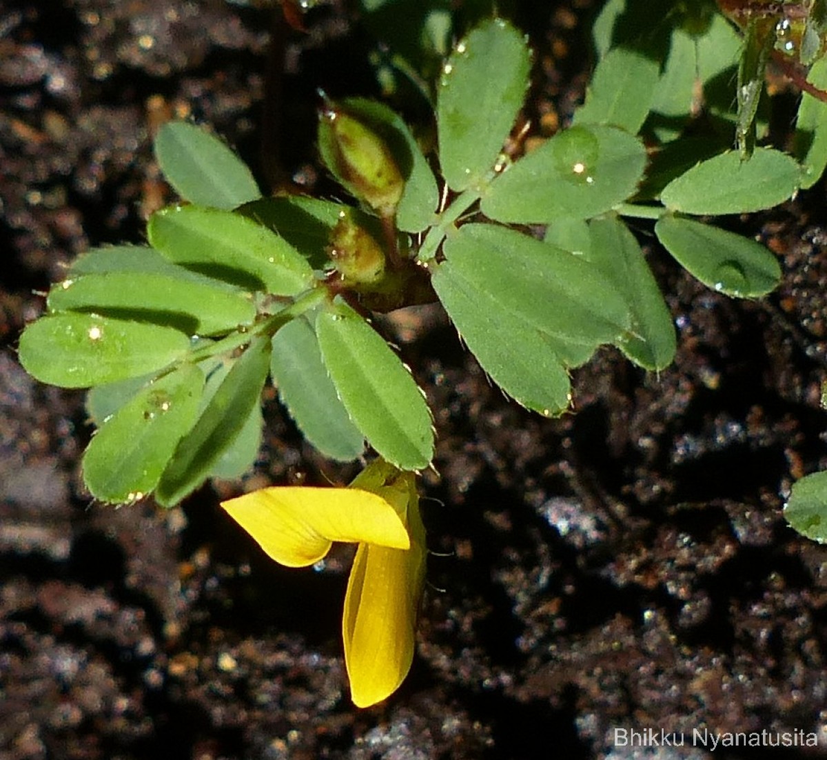 Smithia sensitiva Aiton
